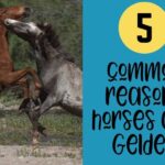 5 razones comunes por las que los caballos están castrados
