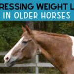 Consejos para aumentar de peso los caballos mayores: cuidado dental, forraje y suplementos
