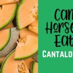 ¿Pueden los caballos comer melón?  – Consejos útiles para caballos