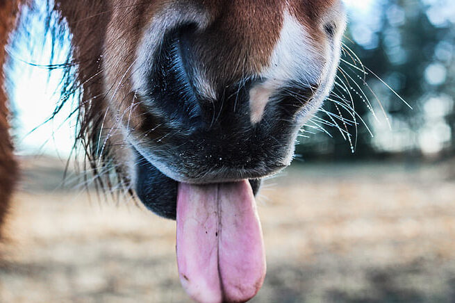 caballos lengua