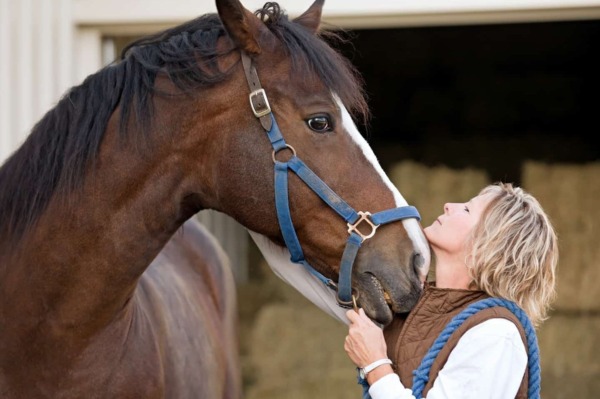¿Cómo reconocen los caballos a sus dueños? Claves de la conexión entre caballo y humano - Curiosidades de caballos