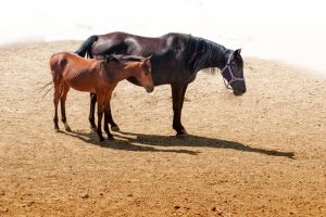 ¿Pueden los caballos dormir de pie? Todo lo que necesitas saber sobre el sueño equino - Curiosidades de caballos