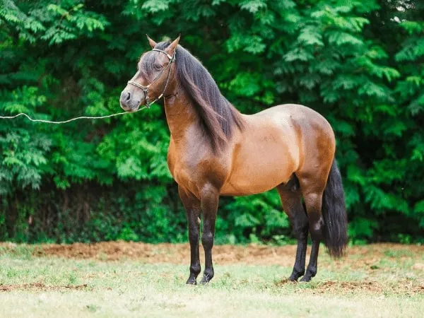 Caballo Paso Fino: Características, Cuidados y Orígenes de Esta Raza Única Caballo Paso Fino: Características, Cuidados y Orígenes de Esta Raza Única - Razas de caballos