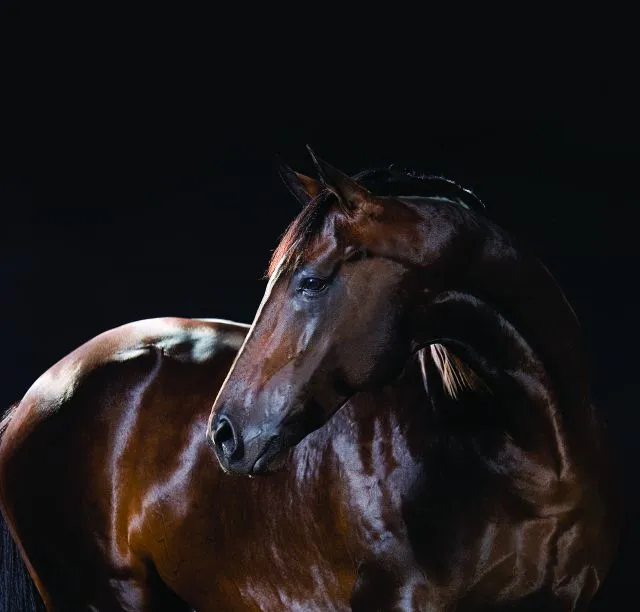 Caballo Paso Fino: Características, Cuidados y Orígenes de Esta Raza Única Caballo Paso Fino: Características, Cuidados y Orígenes de Esta Raza Única - Razas de caballos