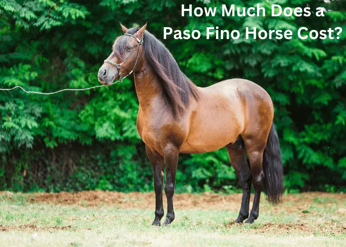 Caballo Paso Fino: Características, Cuidados y Orígenes de Esta Raza Única Caballo Paso Fino: Características, Cuidados y Orígenes de Esta Raza Única - Razas de caballos