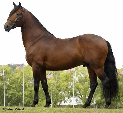 Caballo Paso Fino: Características, Cuidados y Orígenes de Esta Raza Única Caballo Paso Fino: Características, Cuidados y Orígenes de Esta Raza Única - Razas de caballos