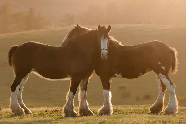 Características y Cuidados del Caballo Shire: Todo lo que Necesitas Saber Características y Cuidados del Caballo Shire: Todo lo que Necesitas Saber - Razas de caballos