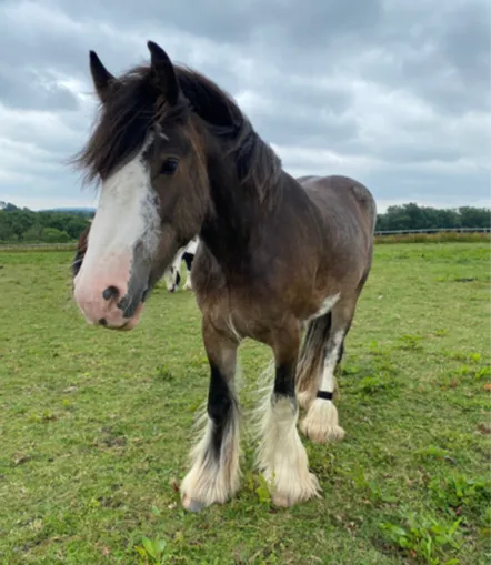 Características y Cuidados del Caballo Shire: Todo lo que Necesitas Saber Características y Cuidados del Caballo Shire: Todo lo que Necesitas Saber - Razas de caballos