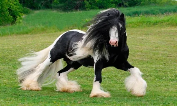 Características y Cuidados del Caballo Shire: Todo lo que Necesitas Saber Características y Cuidados del Caballo Shire: Todo lo que Necesitas Saber - Razas de caballos