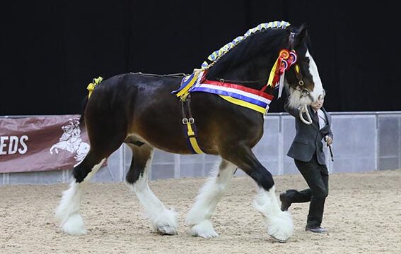 Características y Cuidados del Caballo Shire: Todo lo que Necesitas Saber - Razas de caballos